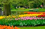 Парк цветов Keukenhof (Кейкенхоф) в Голландии Парк цветов Keukenhof (Кейкенхоф) в Голландии